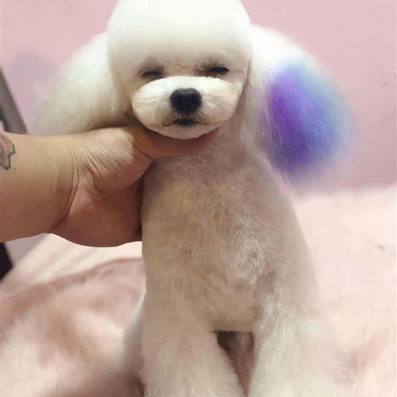 派迪宠美:淄博市张店区王府井附近