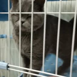 派多格宠物狗:淄博市张店区义乌小商品城附近