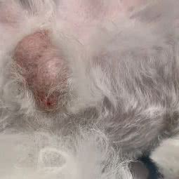 奥纳宠美高端宠物生活会所:淄博市张店区中润大道附近