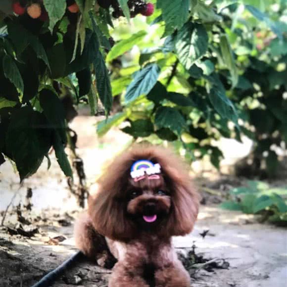 嘉友宠屋:淄博市张店区大润发附近