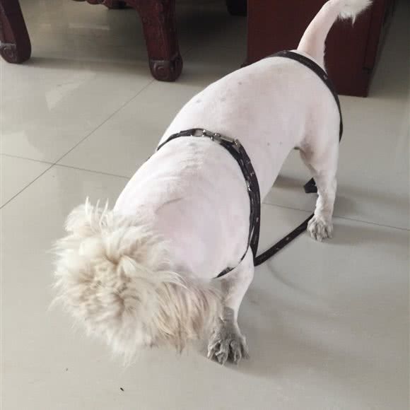 宠爱有家(联通路店):淄博市张店区联通路附近