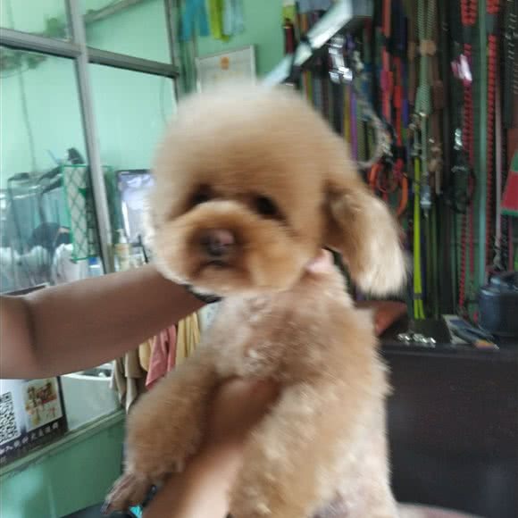 宠爱毕生宠物美容店:淄博市张店区东二路附近