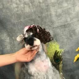 本本宠宠物会馆:天津城区河西区小海地附近