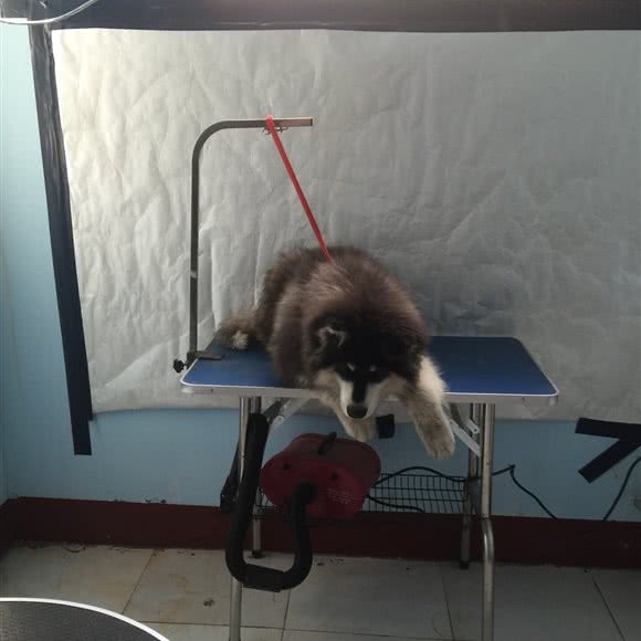 宠物世界:枣庄市市中区东湖/鲁南水城附近