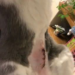 牧康宠物医院:枣庄市市中区光明广场附近