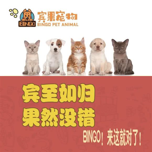 宾果宠物美容吧:天津城区河西区小海地附近