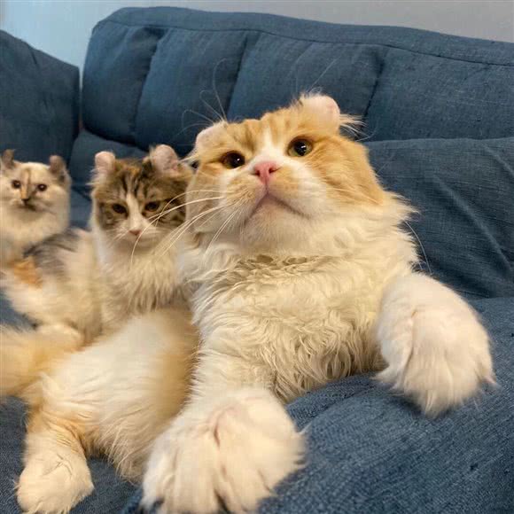 卷耳猫·猫咪主题猫咖·休闲吧:东营市东营区乐活城步行街附近