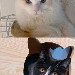 喵星人猫咖:东营市东营区乐活城步行街附近