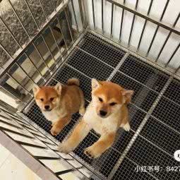 宏毓犬舍:东营市东营区黄河路附近