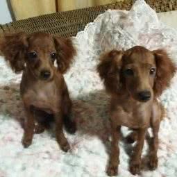 派多格宠物诊所(东营店):东营市东营区淄博路附近