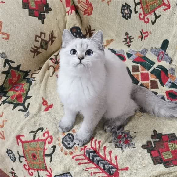 麦田猫舍:东营市东营区沂州路附近