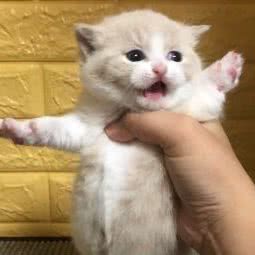 Royce cattery:东营市东营区西四路附近