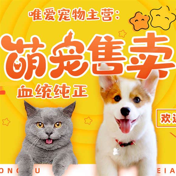 唯爱宠物·猫狗专卖(河西店):天津城区河西区小海地附近