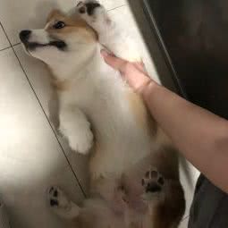 柯基泰迪比熊雪纳瑞专卖店:天津城区河西区小海地附近