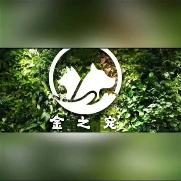 金之宠宠物店(犬猫售卖及售后一体店):东营市东营区西城附近