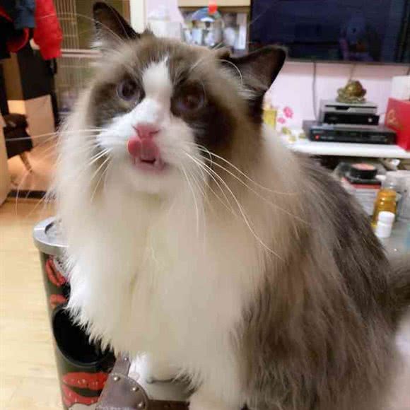 奇诺宠物(盛世龙城店):东营市东营区西城附近