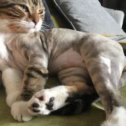 米粟宠物会所(太仆分店):东营市东营区西城附近