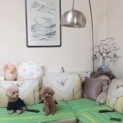 齐齐宠物家庭寄养:天津城区河西区小海地附近