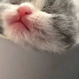 喵UFO猫舍:东营市东营区西城附近