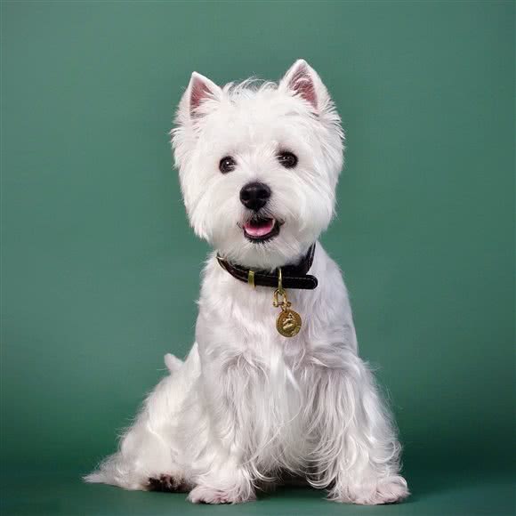 心宠猫狗零售店:北京城区朝阳区大望路附近