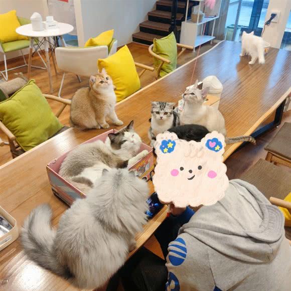 猫宅猫咖撸猫休闲馆:烟台市芝罘区芝罘区万达广场附近