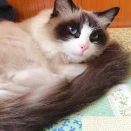 猫舍道乐堂本铺:烟台市芝罘区南洪街附近