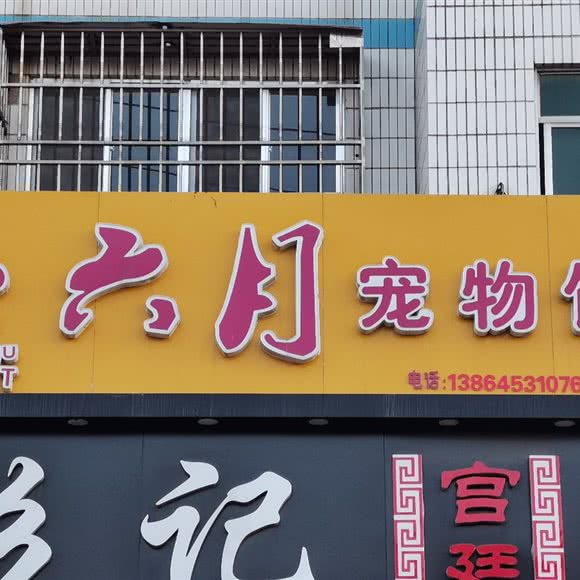 六月宠物馆:烟台市芝罘区青年路附近