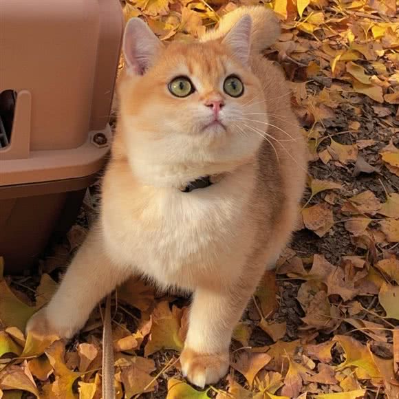 Shining是你们猫·猫舍:北京城区朝阳区大望路附近