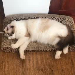 良辰宠物医院:烟台市芝罘区二马路附近