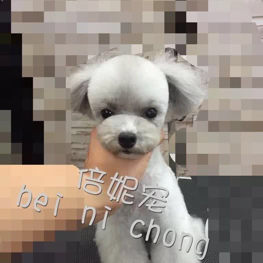 倍妮宠宠物生活馆:烟台市芝罘区幸福商圈附近