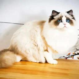 爱彼猫舍:烟台市芝罘区幸福商圈附近