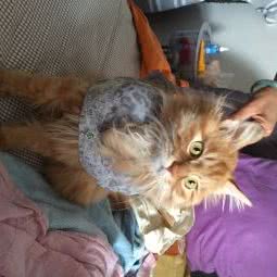 艾米宠物寄养:天津城区河西区宾水道/体院北附近