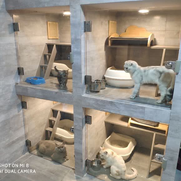 Puppy宠物:烟台市福山区松霞路附近