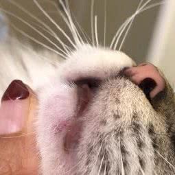 宠话宠物店宠物童话王国:烟台市莱山区万象城附近