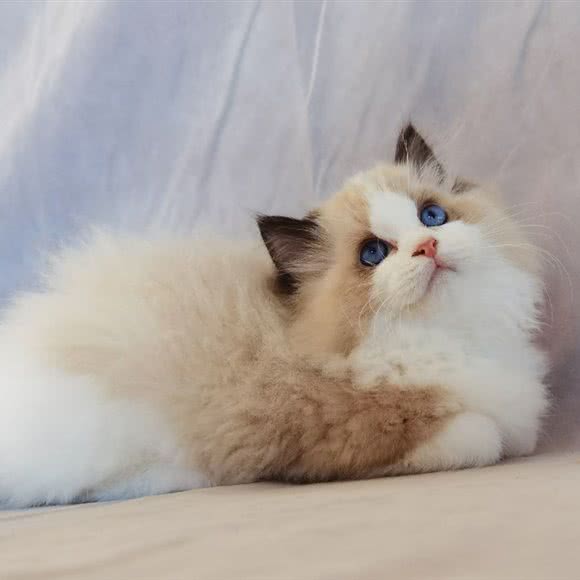 圣宠咖啡店:烟台市莱山区万象城附近