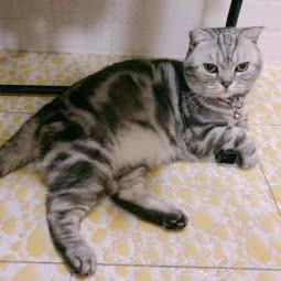 meow猫咪专门店:烟台市莱山区万象城附近