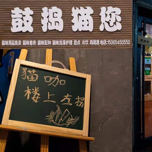 鼓捣猫您:烟台市莱山区迎春大街附近