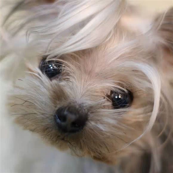 壹叁玖宠物:天津城区河西区下瓦房附近