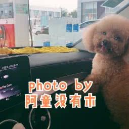 天天向上宠物店:天津城区河西区下瓦房附近