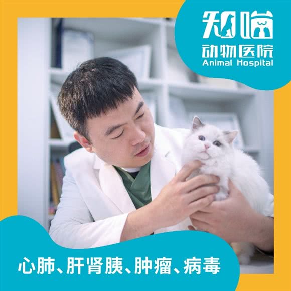 知喵动物医院:北京城区朝阳区大望路附近