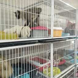 糖果果宠物用品会馆:潍坊市潍城区万家福附近