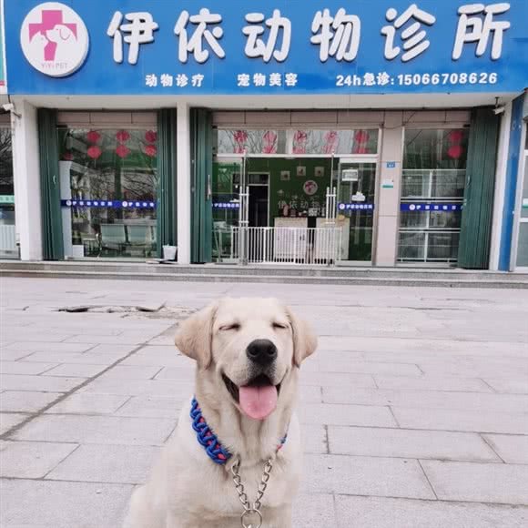 伊依动物医院:潍坊市寒亭区寒亭中心城区附近