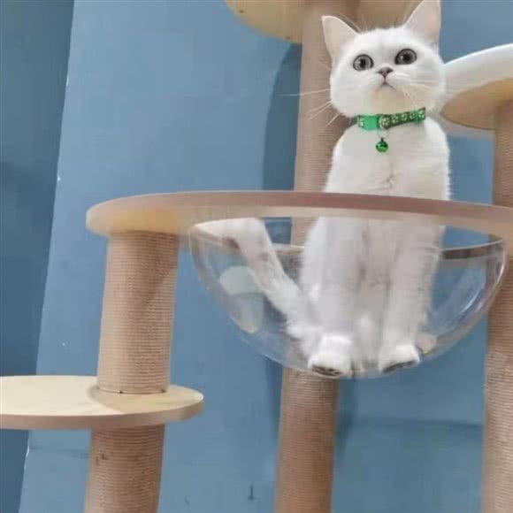 青柠檬猫咖:潍坊市奎文区泰华附近