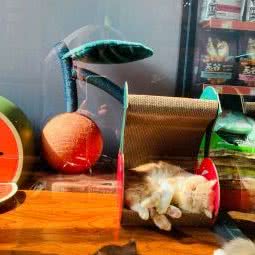 嘉嘉贝宠(潍坊万达店):潍坊市奎文区虞河路附近