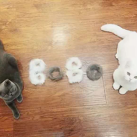 BOBO萌宠屋:天津城区河西区新业广场附近