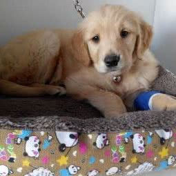 伴侣宠物医院:潍坊市奎文区虞河路附近