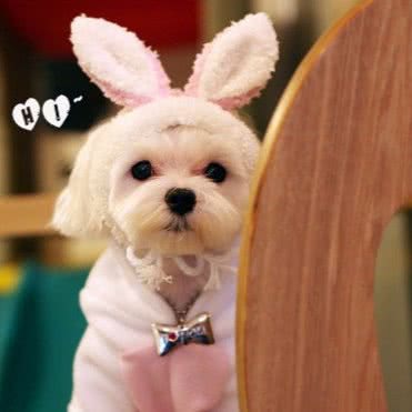 精灵岛宠物生活馆:天津城区河西区尖山附近