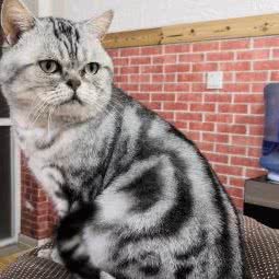 嘉嘉贝宠(文化路店):潍坊市奎文区圣荣附近