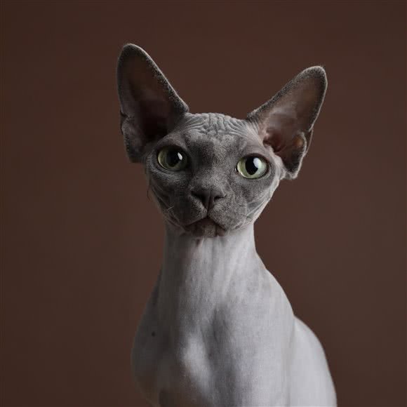 ophoto馆 宠物肖像摄影:天津城区河西区尖山附近