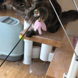 柚子的猫:潍坊市奎文区凯德广场附近